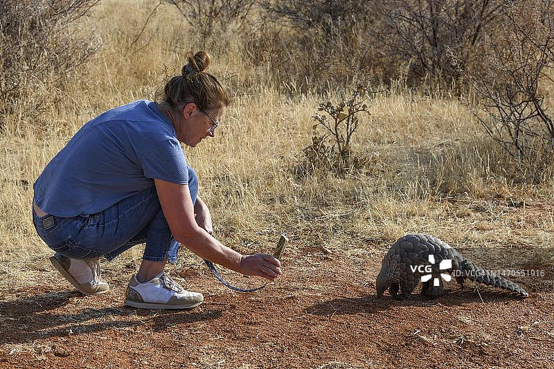 游客在纳米比亚奥科尼马禁猎区用手机拍摄地穿山甲图片素材