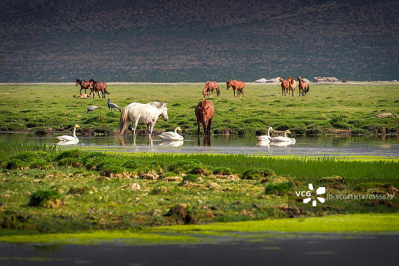 蒙古国布尔干省的马群牧场图片素材