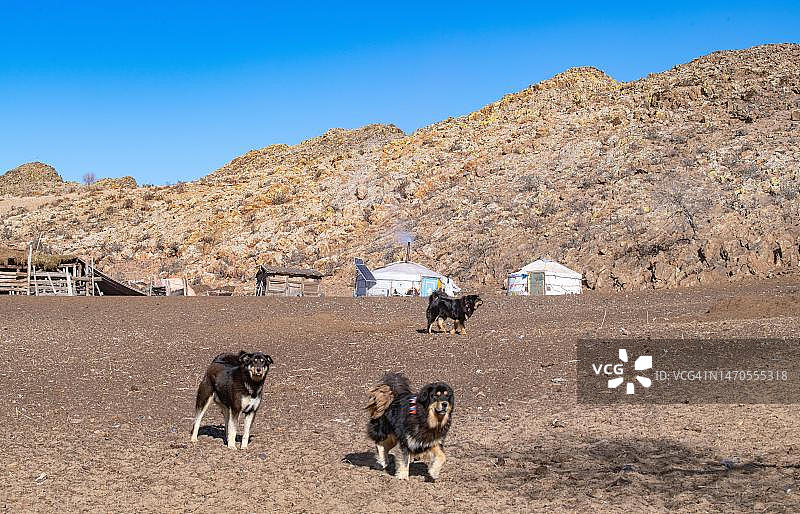 游牧民族家庭中的独特一员：蒙古犬（家犬），布尔干省，蒙古图片素材