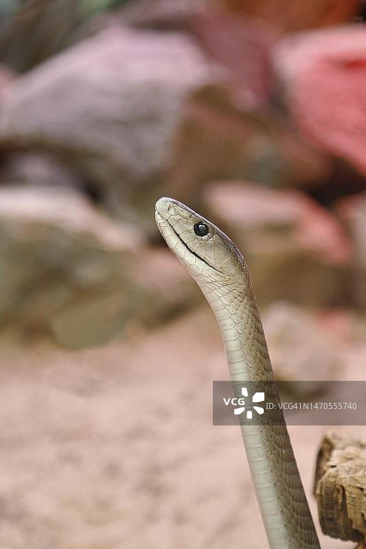 黑曼巴蛇（Dendroaspis polylepis），画像，圈养，毒蛇，分布于非洲，德国北莱茵-威斯特法伦图片素材