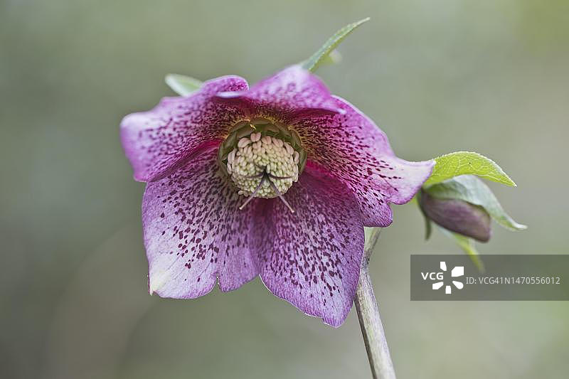 铁筷子花，德国下萨克森图片素材