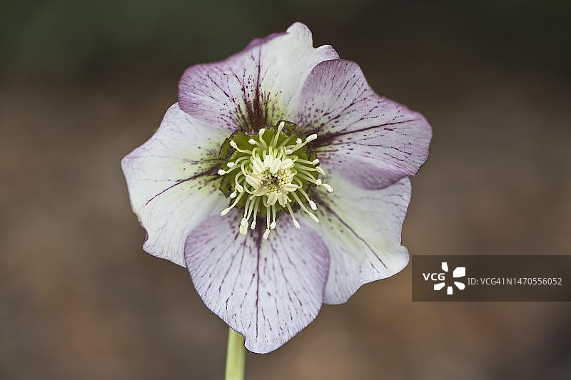 铁筷子花，德国下萨克森图片素材