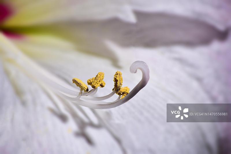 德国巴伐利亚州孤挺花（朱顶红）花朵与雄蕊和雌蕊的微距照片特写图片素材