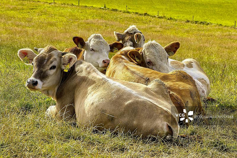 四头家牛在巴伐利亚州巴特特尔茨-沃尔夫拉茨豪森地区的牧场上图片素材