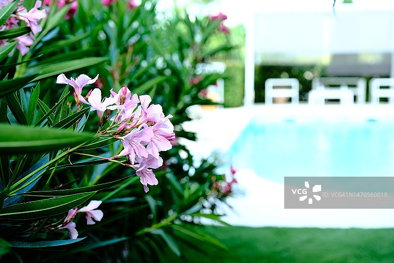 花朵与游泳池图片素材