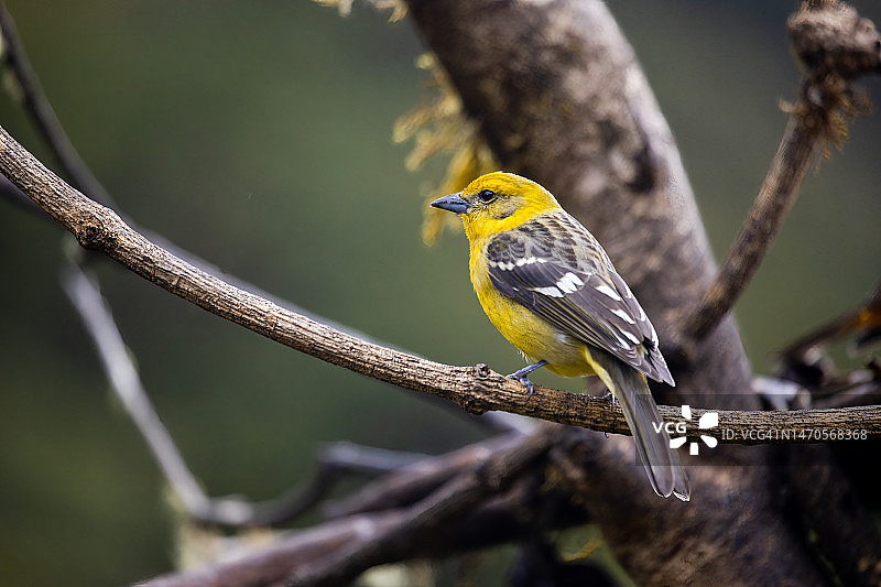 雌性火焰色唐纳雀图片素材