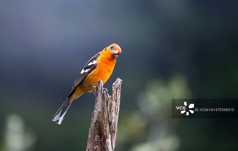 火焰比蓝雀图片素材