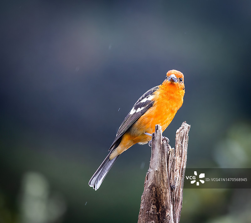 火焰比蓝雀图片素材