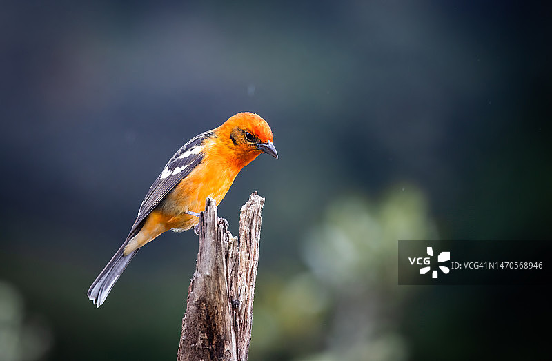 火焰比蓝雀图片素材