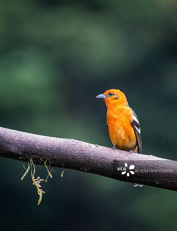 火焰比蓝雀图片素材