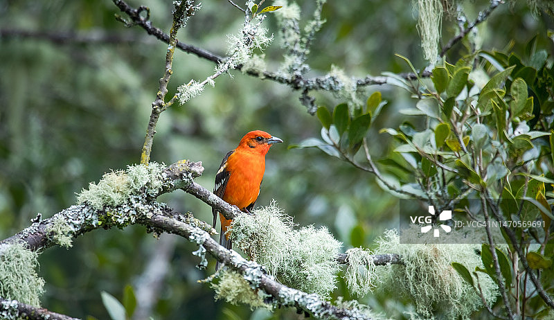 火焰比蓝雀图片素材