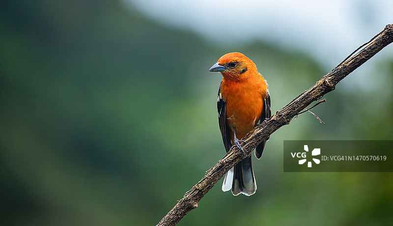 火焰比蓝雀图片素材