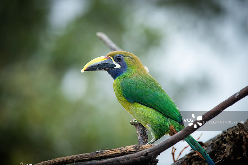 绿宝石绿鹃（Aulacorhynchus prasinus）图片素材