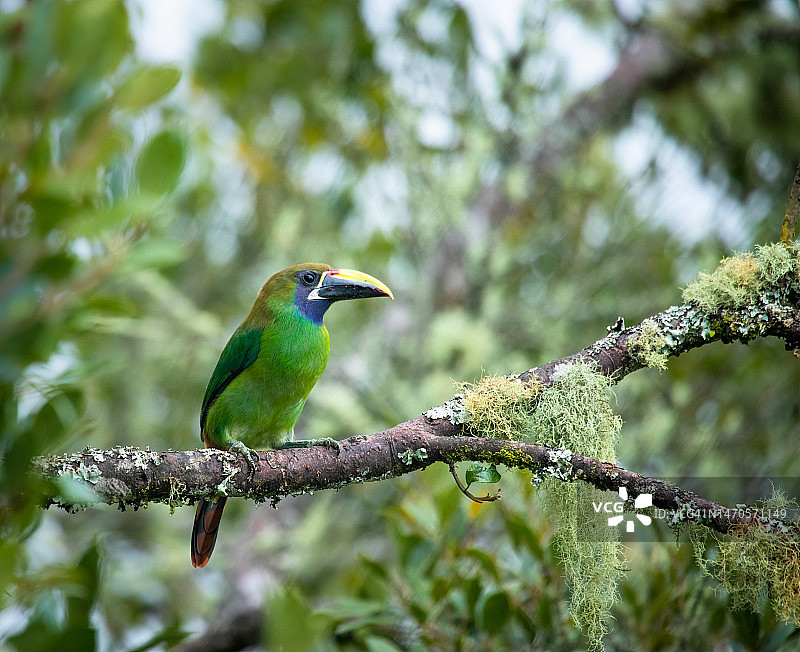 绿宝石绿鹃（Aulacorhynchus prasinus）图片素材