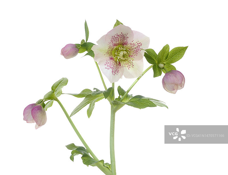 淡粉色圣诞玫瑰或铁筷子花与花苞图片素材