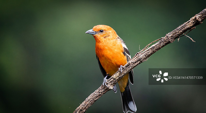 火焰比蓝雀图片素材