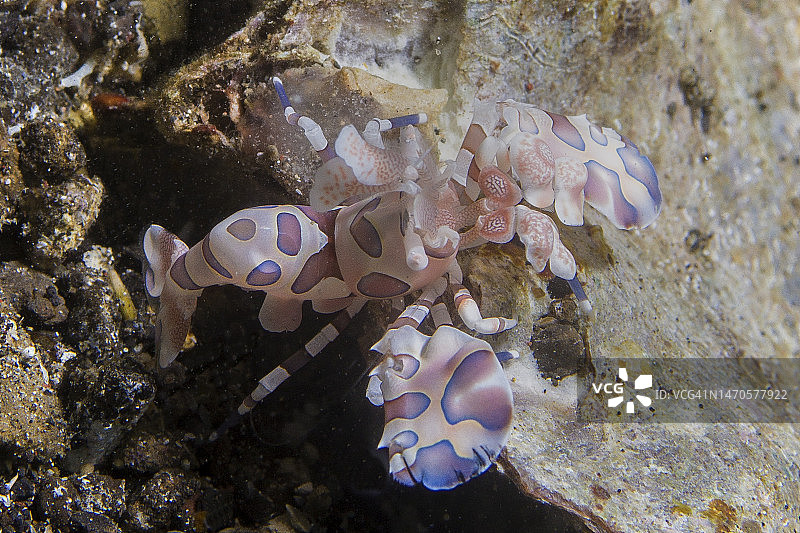 丑角虾图片素材