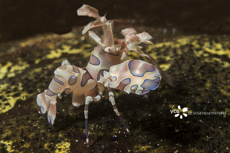 丑角虾图片素材