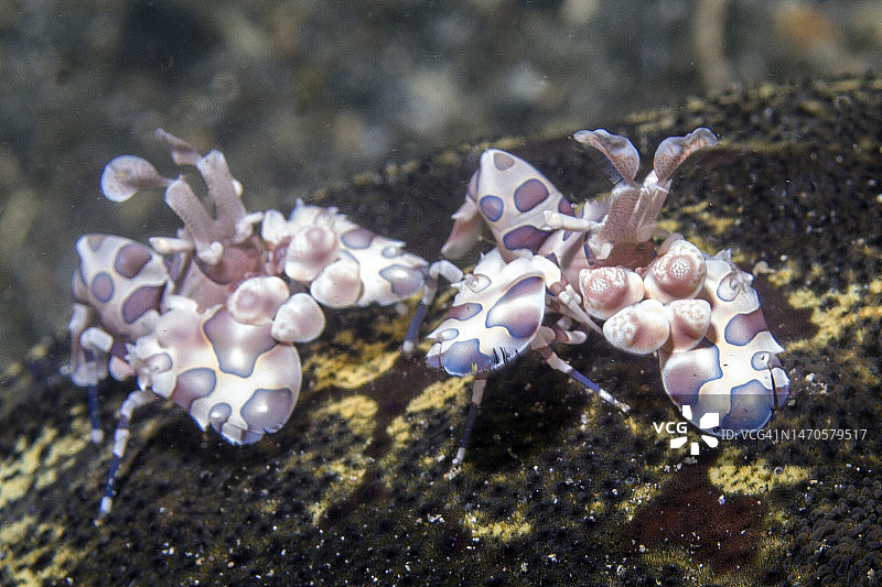 一对小丑虾图片素材