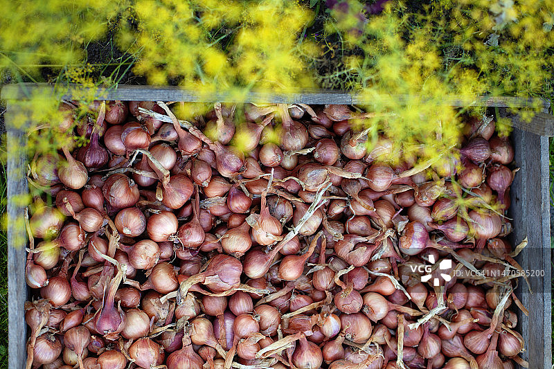 盒子里的洋葱图片素材