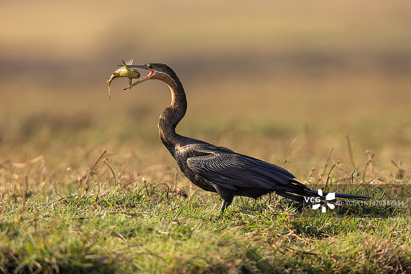 博茨瓦纳乔贝河的非洲蛇鹈与猎物图片素材