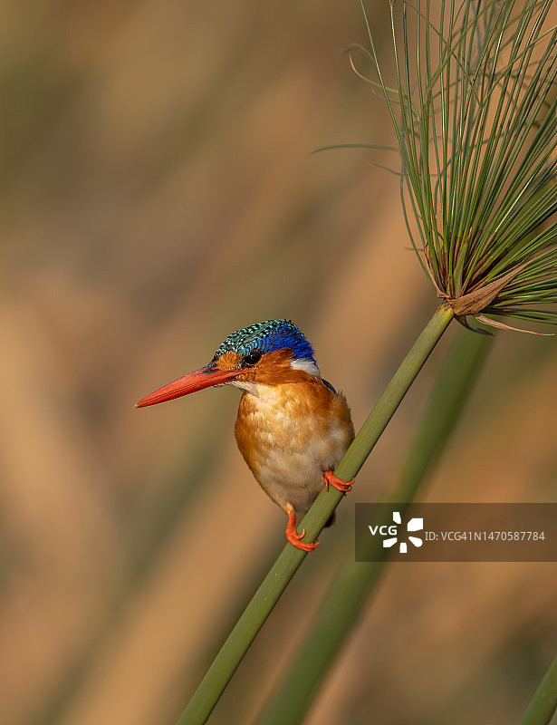 翠鸟捕猎，乔贝河图片素材