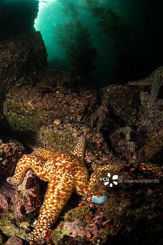 海带森林中的巨型棘海星图片素材