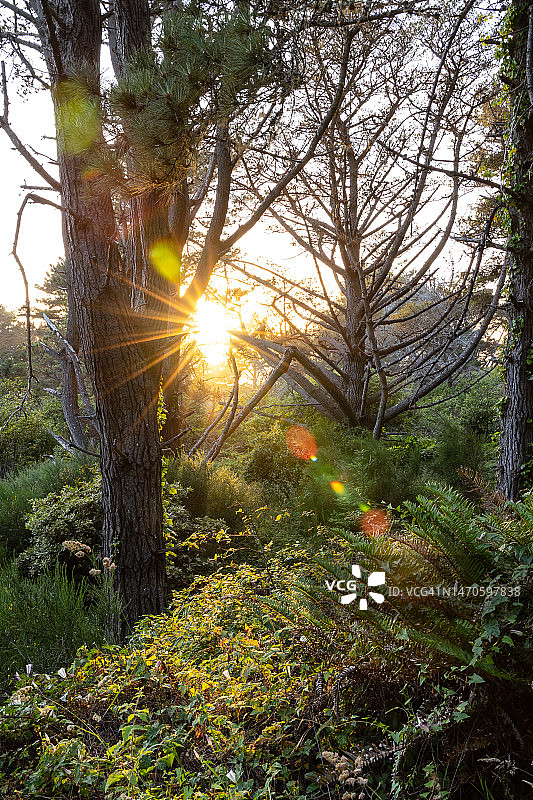 门多西诺海岸森林图片素材