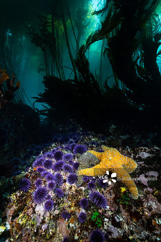 健康的海带森林中的海星图片素材