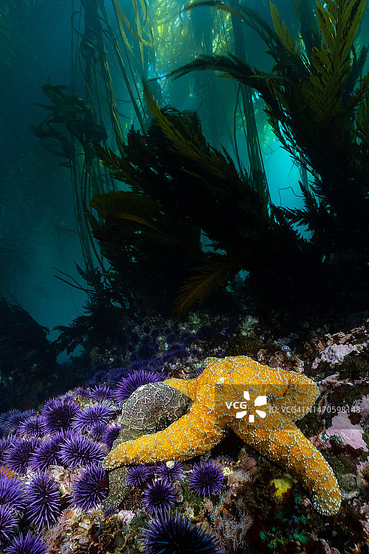 健康的海带森林中的海星图片素材