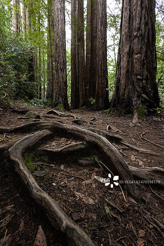 红杉树根图片素材