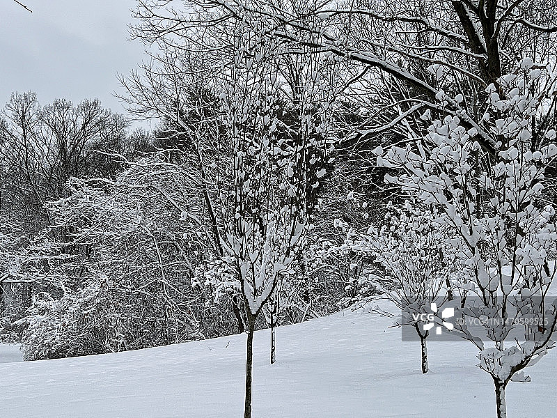 纽约市北部郊区的首场降雪，拍摄于纽约州白原市图片素材