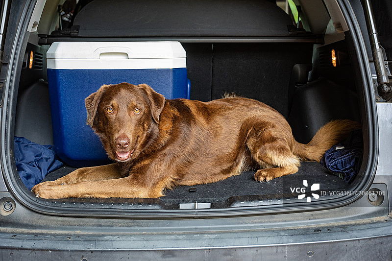 在汽车后座带着饮料冷却器等待公路旅行的小狗图片素材