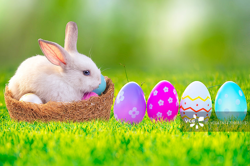 绿色草地上彩色兔子和彩绘蛋的复活节背景图片素材