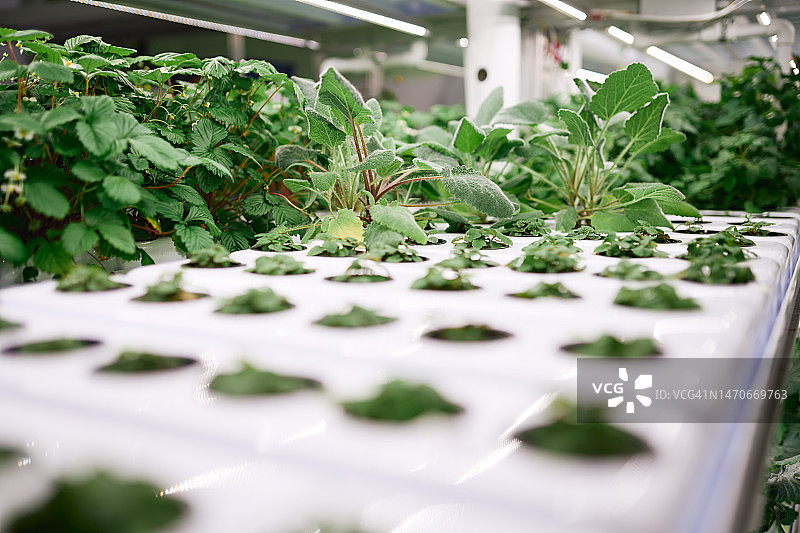 垂直农业育苗图片素材