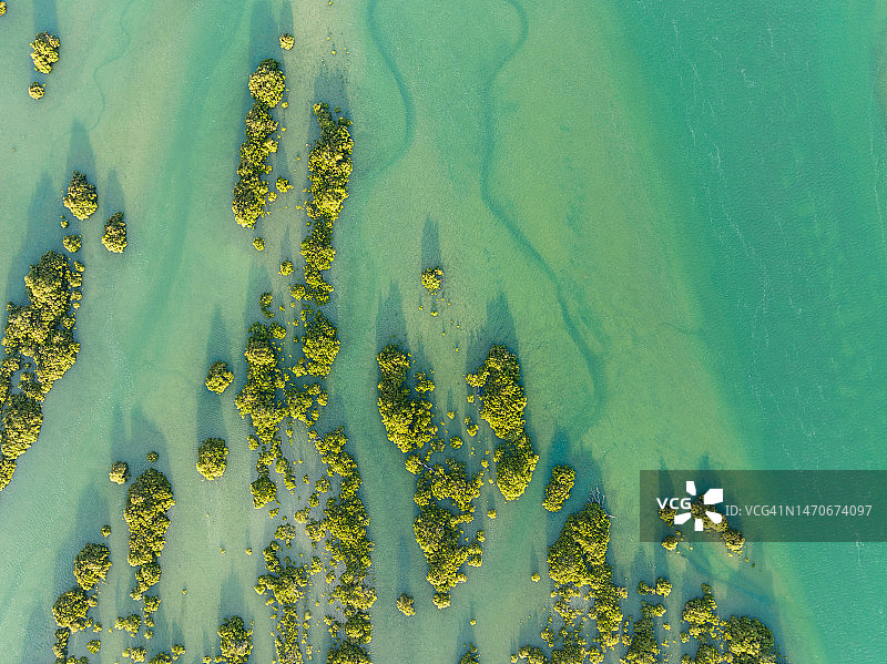 水面生长的杂草图片素材
