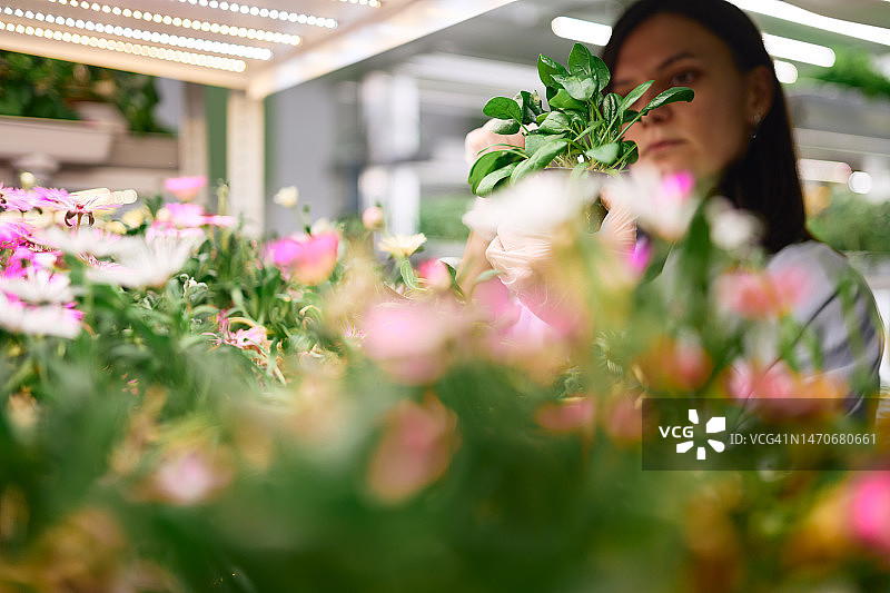 女人在垂直农场的实验室里检查罗勒图片素材