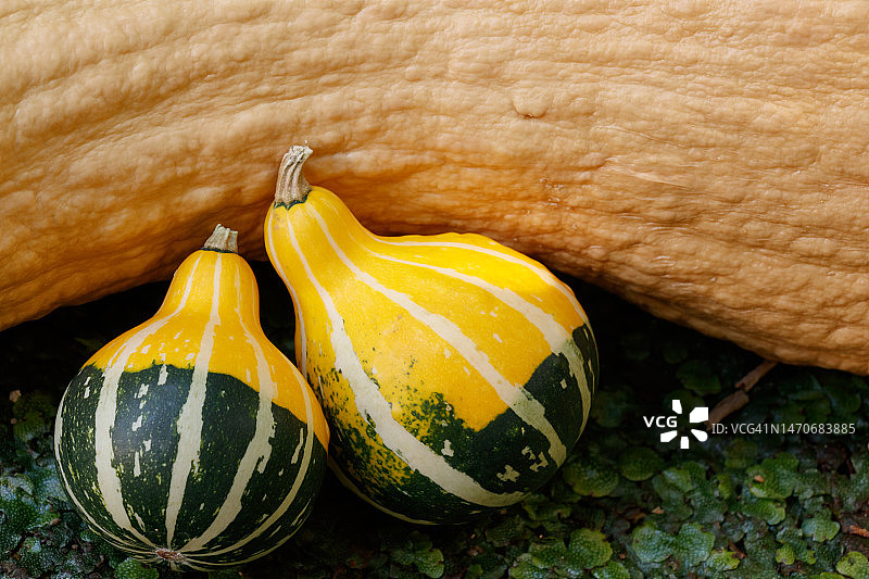 两个南瓜图片素材