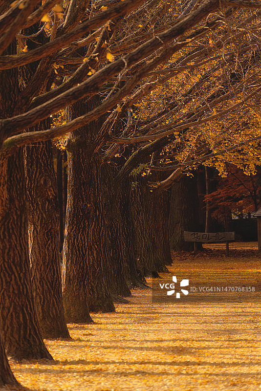 黄色场景，银杏树图片素材