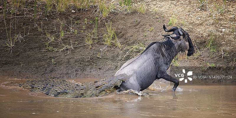 鳄鱼试图在马拉河中捕食角马的惊险瞬间图片素材