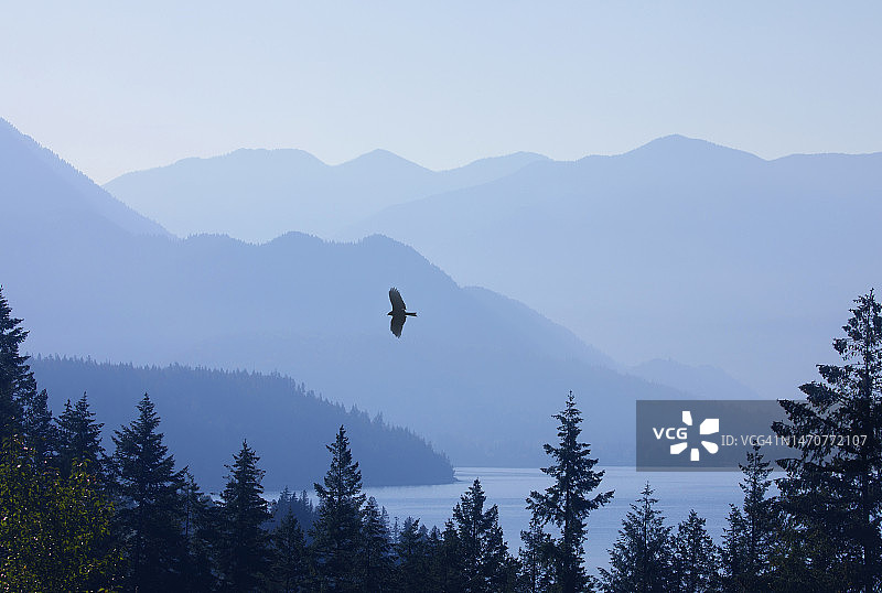 飞行中的乌鸦图片素材