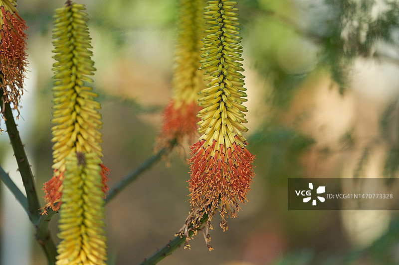 好望角芦荟图片素材