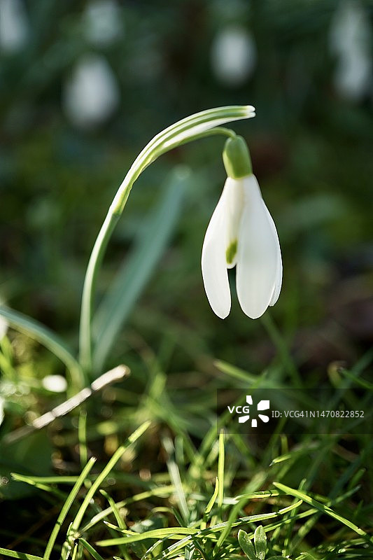 雪花莲：石蒜科植物，具有两片线形叶子和一个白色钟形花图片素材