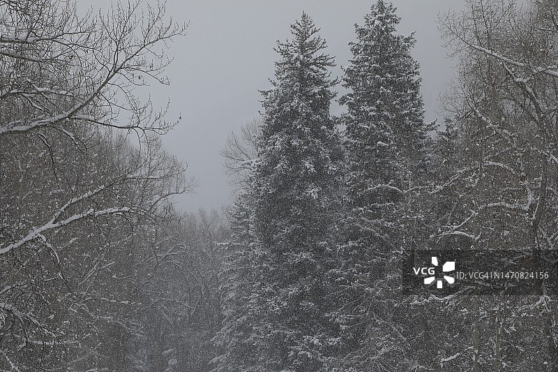 森林中的暴风雪天气图片素材