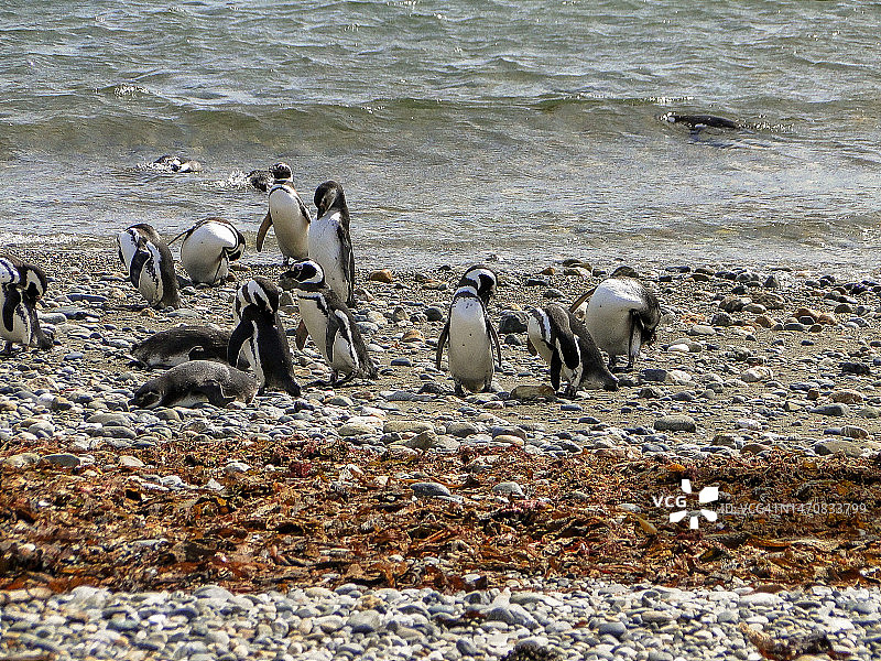 智利最南端蓬塔阿雷纳斯旅游图片素材