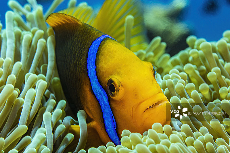 海葵鱼图片素材