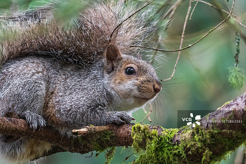树上的松鼠图片素材