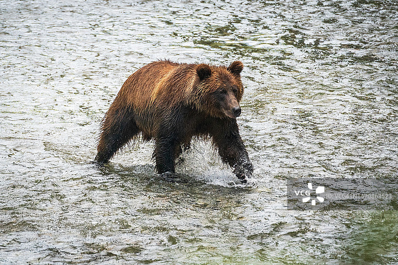 棕熊捕鲑鱼图片素材