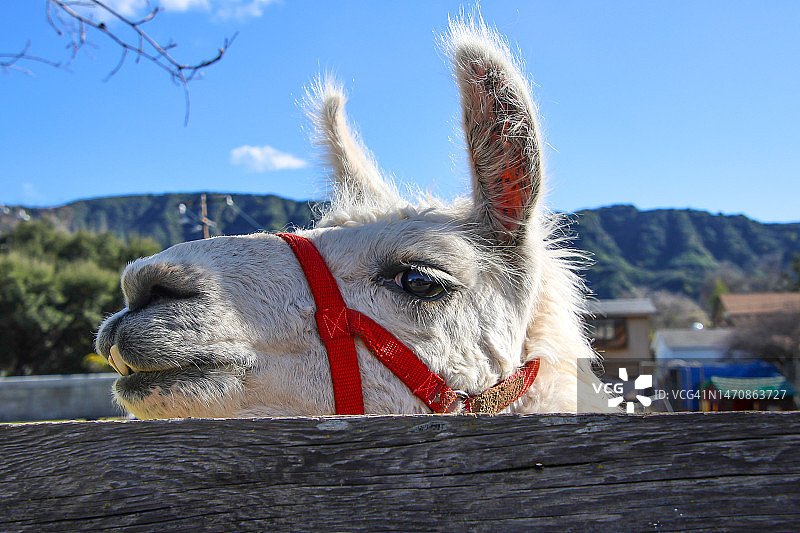 奥海的骆驼图片素材