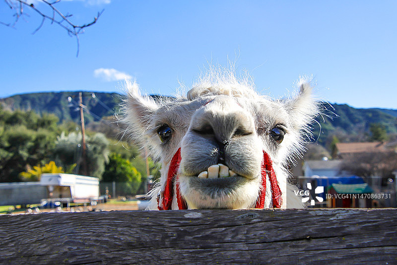 奥海的骆驼图片素材